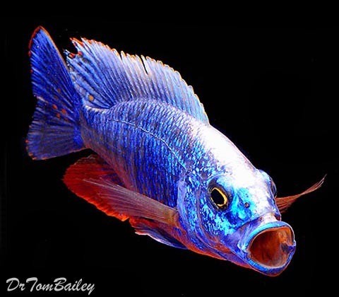 Premium Lake Malawi Electric Blue Hap, Females only, on SALE