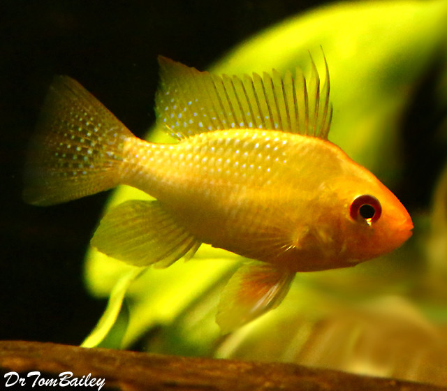 Premium Gold Ram Dwarf Cichlid