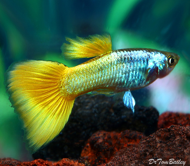 Premium MALE Sunrise Fancy Guppy