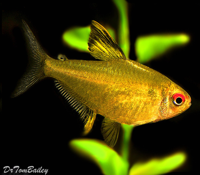 Premium Lemon Tetra, on SALE
