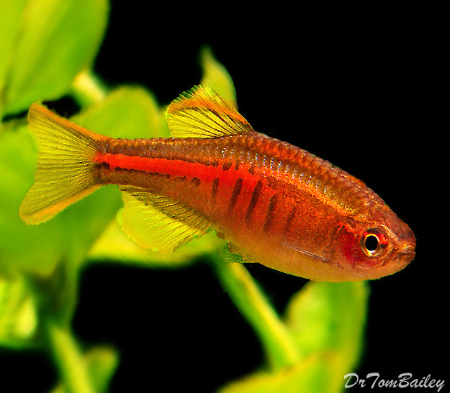 Premium New and Rare, Glowlight Danio, Nano Fish