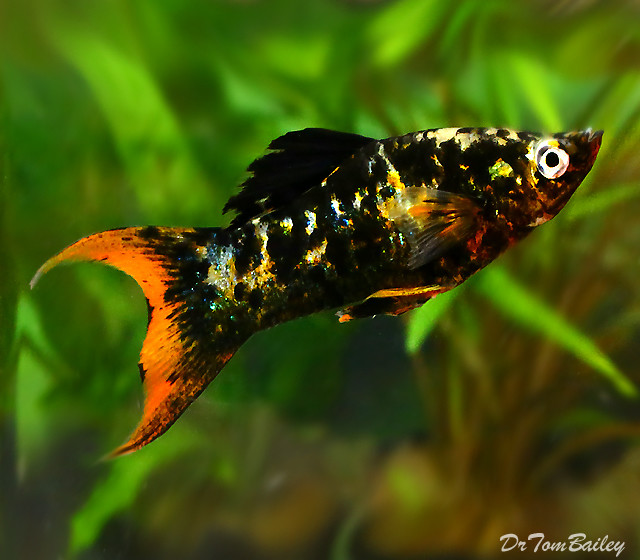 Premium New and Rare, Orange Tail Lyre Molly- Mostly Females