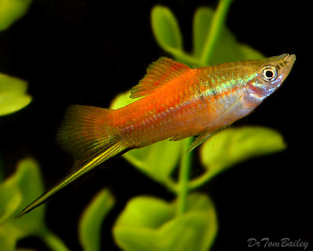 Premium Neon Swordtail, on SALE