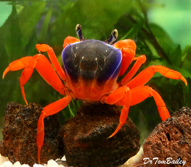Premium WILD, Freshwater Patriot Crab