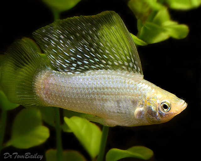 Premium MALE Silver Sail Fin Molly, on SALE