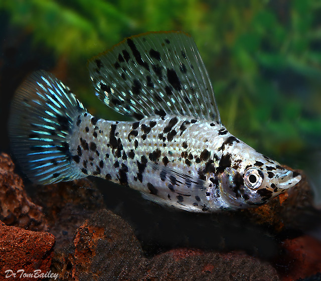 Premium MALE Dalmatian Sailfin Molly, on SALE