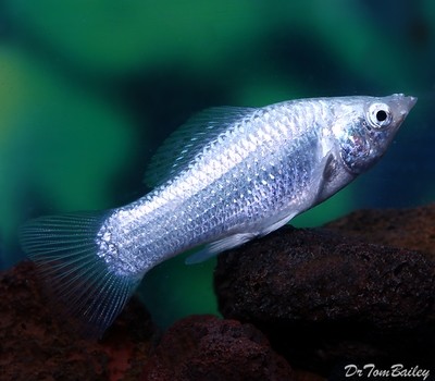 Premium Silver Molly