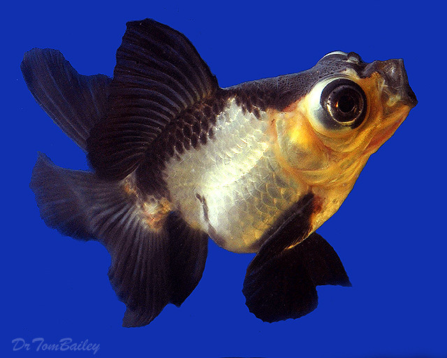 Premium Rare Panda Butterfly-Tail Telescope-Eye Goldfish