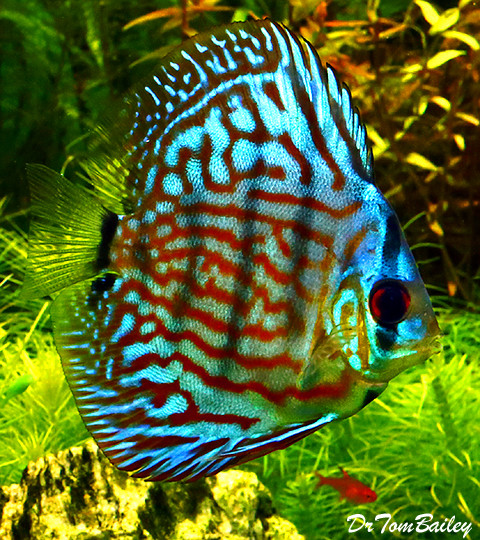 Premium Red &amp; Blue Discus