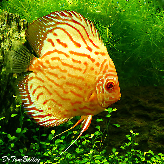 Premium Gold &amp; Red Discus