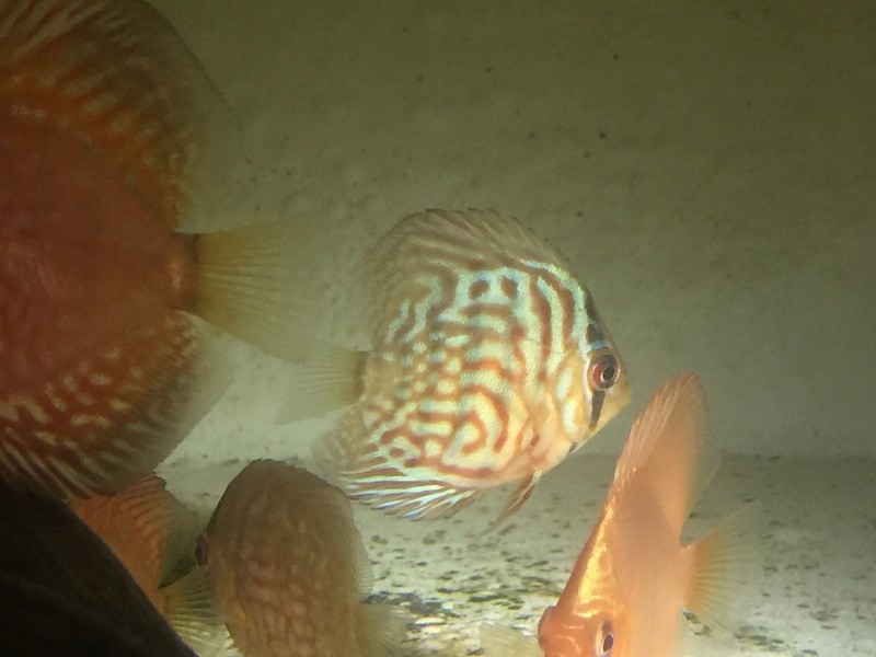 Premium Blue Turquoise Discus