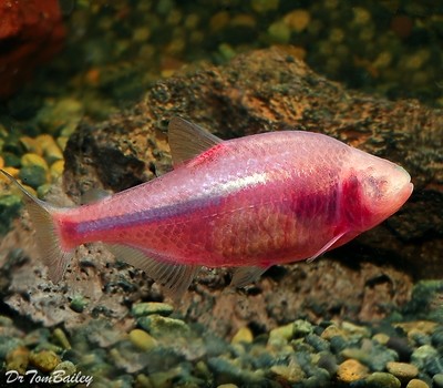 Premium Blind Cave Tetra, also called the Blind Cave Fish