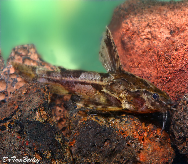 Premium WILD Rare, Marbled Talking Catfish, Amblydoras nauticus