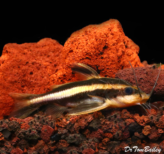 Premium Striped Raphael Talking Catfish, Tank Raised