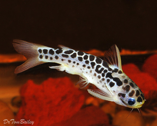 Premium WILD, Rare Honeycomb Catfish