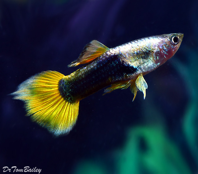 Premium MALE Bumblebee Fancy Guppy