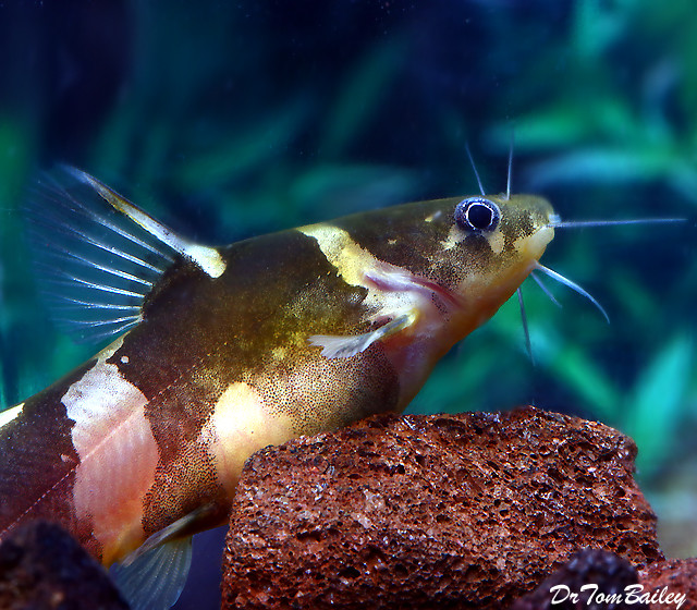 Premium Asian Bumblebee Catfish