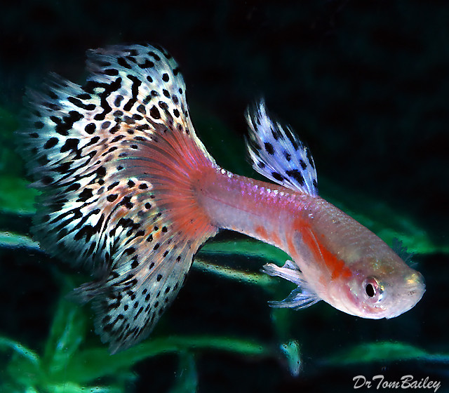 Premium MALE Pink Variegated Fancy Guppy