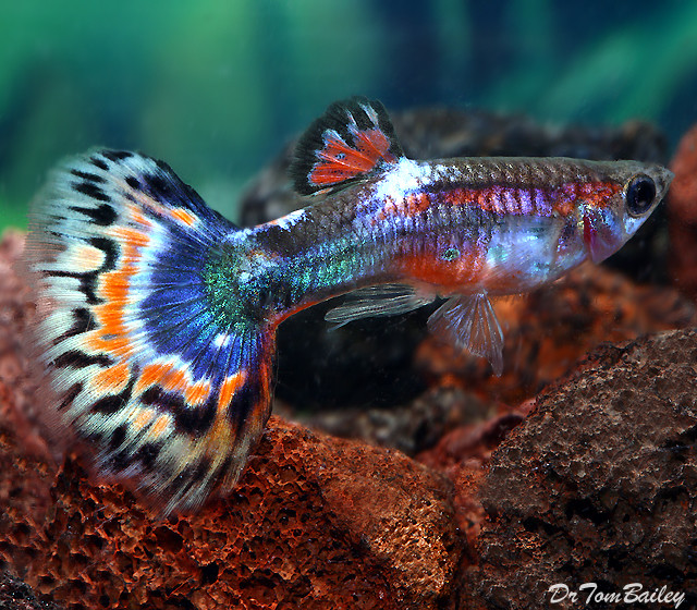 Premium MALE Blue Variegated Fancy Guppy