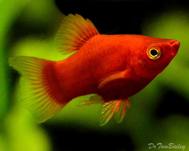Premium Dwarf Coral Red Platy