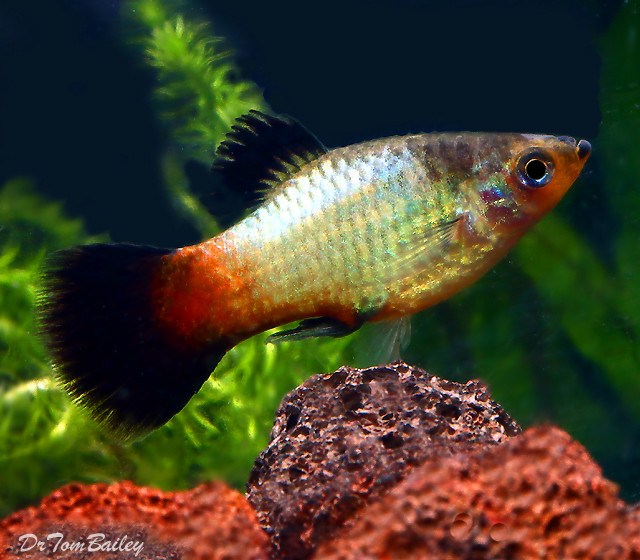 Premium New and Rare, Rainbow Wag Platy, on SALE, was 4.29