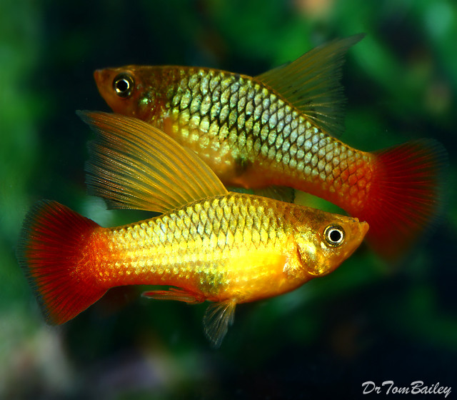 Premium Assorted Variatus Hifin Platys