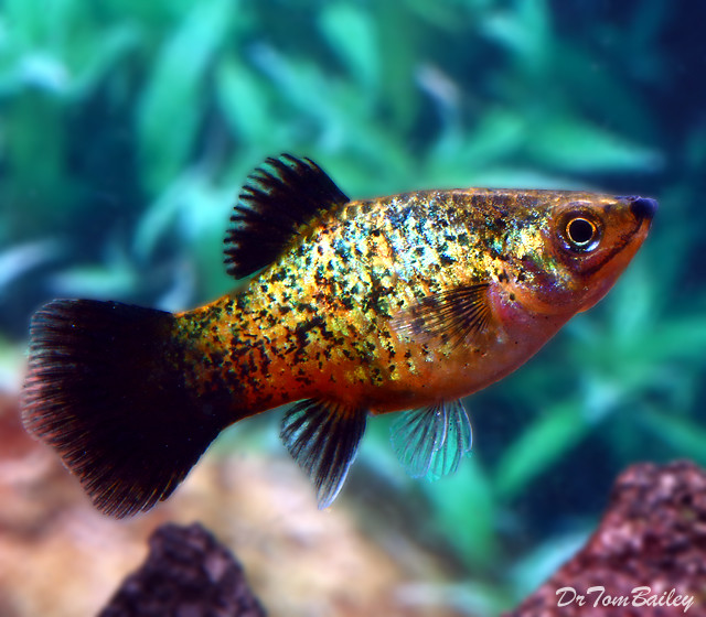Premium Electric Green Spangled Platy