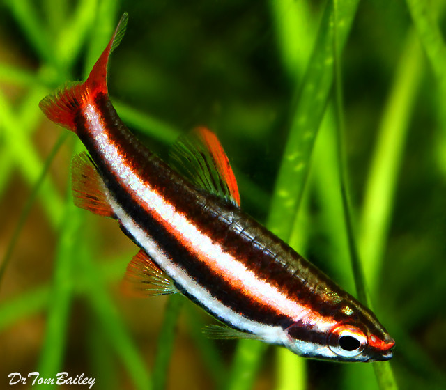 Premium Rare, Ruby Red Pencilfish, Nano Fish, Nannostomus mortenthaleri