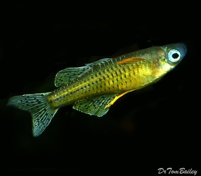 Premium Gertrude's Spotted BlueEyes, Nano Fish