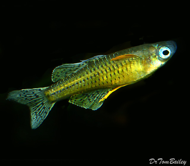 Premium Gertrude&#39;s Spotted BlueEyes, Nano Fish