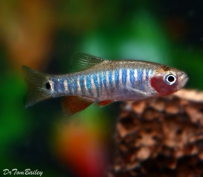 Premium New and Rare, Zebra Rasbora, also called the Emerald Dwarf Rasbora, Nano Fish