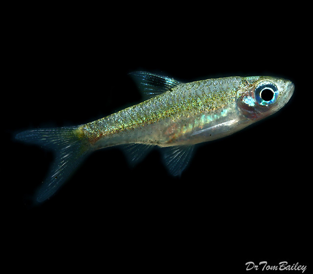 Premium New and Rare, Emerald Eye Rasbora, Nano Fish