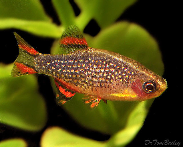 Premium Celestial Pearl Danio, Celestichthys margaritatus, Nano Fish