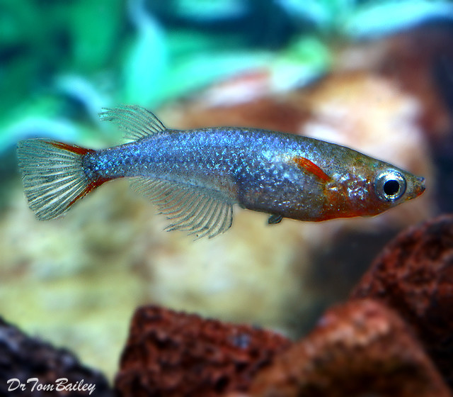 Premium Daisy&#39;s Ricefish, Nano Fish