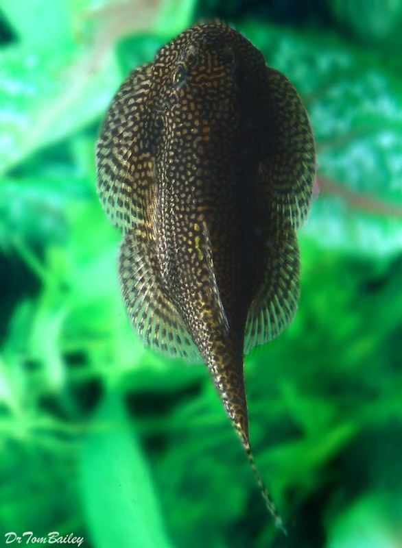 Premium Rare WILD, and New, Spotted Hillstream Loach, SEWO1