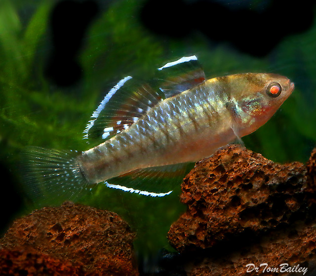 Premium New &amp; Rare, Empire Gudgeon
