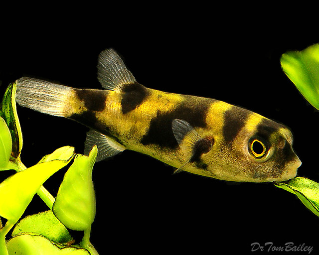 Premium WILD, Rare Freshwater Amazon Pufferfish