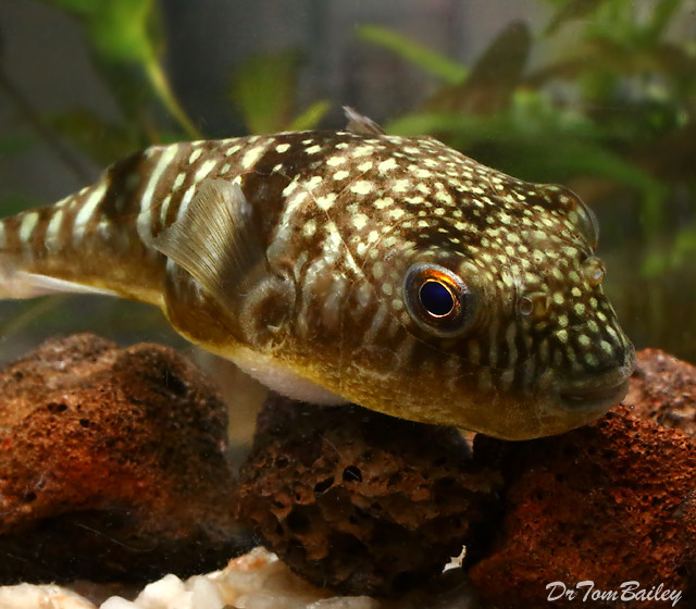 Premium Rare Milk Spotted Pufferfish