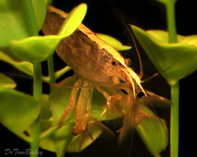 Premium Singapore Flower Shrimp