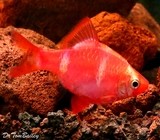 Premium Rare Strawberry Tiger Barb