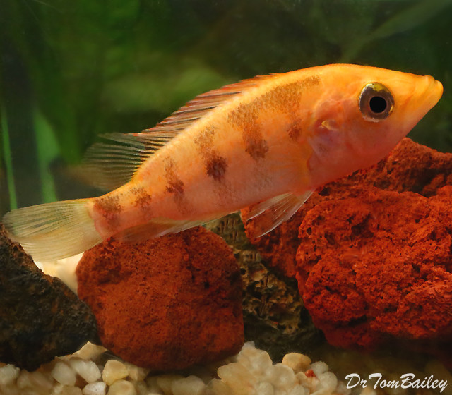 Premium Red Bay Snook Cichlid