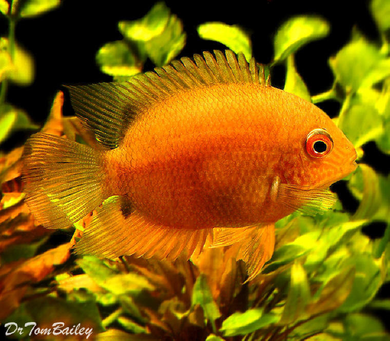 Premium Gold Severum, on SALE