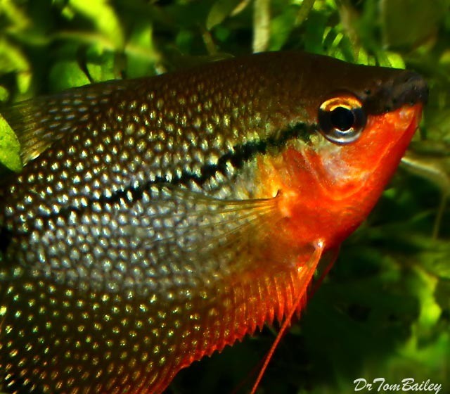 Premium Pearl Gourami, on SALE