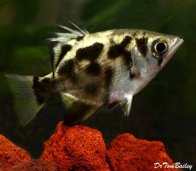 Premium WILD, New and Very Rare Freshwater Clouded Archer Fish