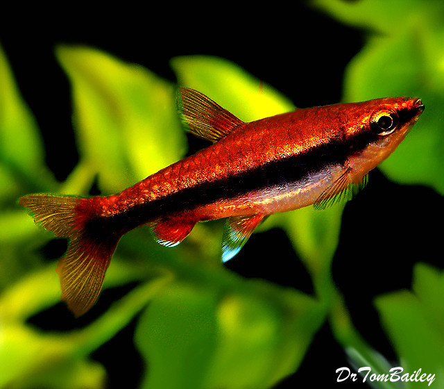 Premium Beckford&#39;s Pencilfish, Nano Fish, Nannostomus beckfordi