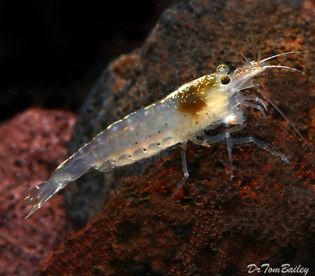 Premium Amano Algae Eating Shrimp, on SALE
