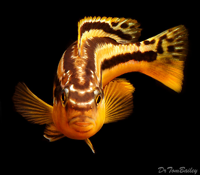 Premium Malawi Melanochromis Auratus Mbuna Cichlid, on SALE