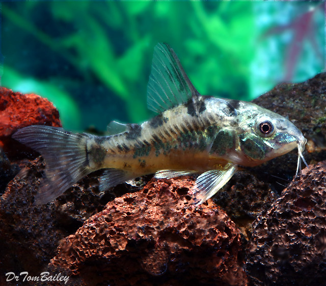 Premium Peppered Paleatus Corydoras Catfish