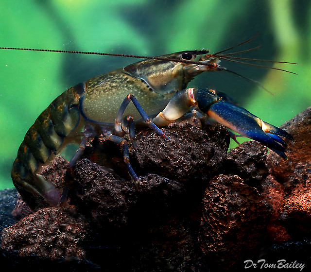 Premium Pink Coral Lobster