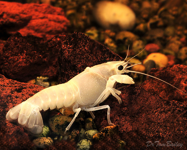Premium Snow White Lobster